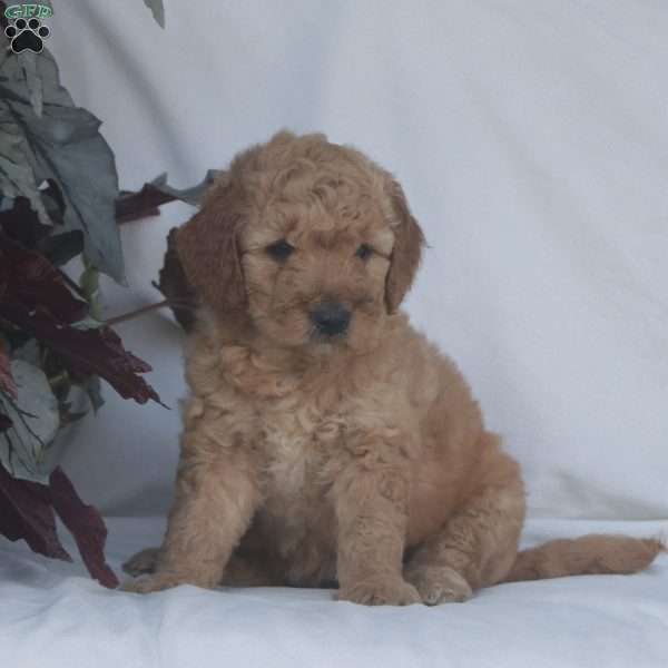 Holly F1B, Goldendoodle Puppy